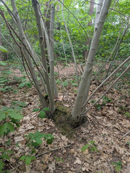 Tree stump from which many thin trunks has grown upwards.