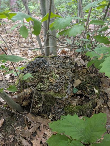 Tree stump covered in fungus and lichen.