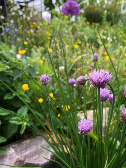 Schnittlauch blüht in hellem Violett und im Hintergrund ein knalllila Allium.