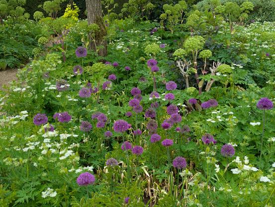 A showy display at Loseley Park gardens, Surrey, England. May 2025.