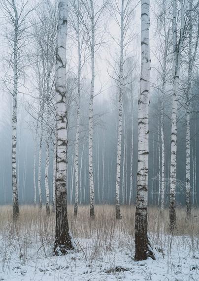 Birch trees stand in a snowy landscape within Arcadia National Park, creating a peaceful winter scene.