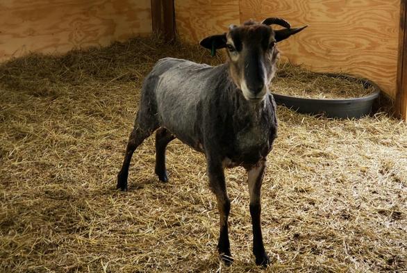 Delphis, the sheep the gray fleece with brown tips came off of, stares at the camera while stretching.