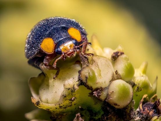 Front view of ayellow-shouldered ladybird, Apolinus lividigaster, with a yellow face and covered in short white hair.