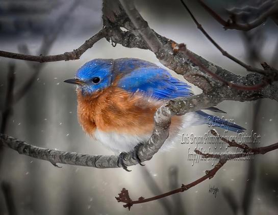 Truly honored that "A Bluebird In The Blizzard" has won first place in the 5/6/2025 #FineArtAmerica contest "Women Photographers Quarterly Photo of Month" held by the Women Photographers group.  Many thanks to contest and group administrator, Toni Hopper, and to everyone who voted for my image.  Congratulations to the other winners!!!  Great images all!!!

https://fineartamerica.com/featured/a-bluebird-in-the-blizzard-lois-bryan.html

#art #giftideas #birds #bluebirds #easternbluebird #winter #snow #photography #NotAi #LoisBryan