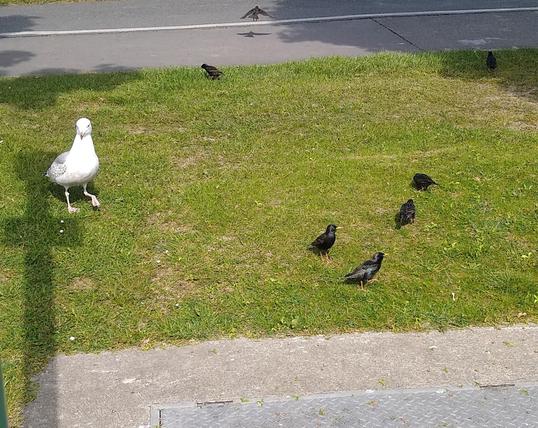 a seagull and starlings arrive for food.