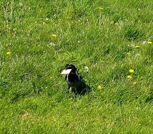 a hooded crow cracker in beak standing on grass.