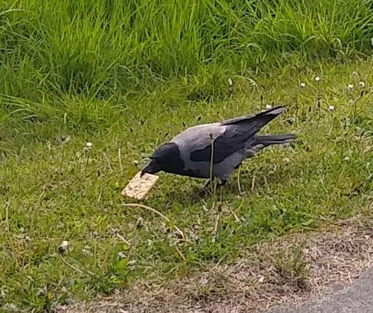 a hooded crow picks up a cream cracker of the grass.