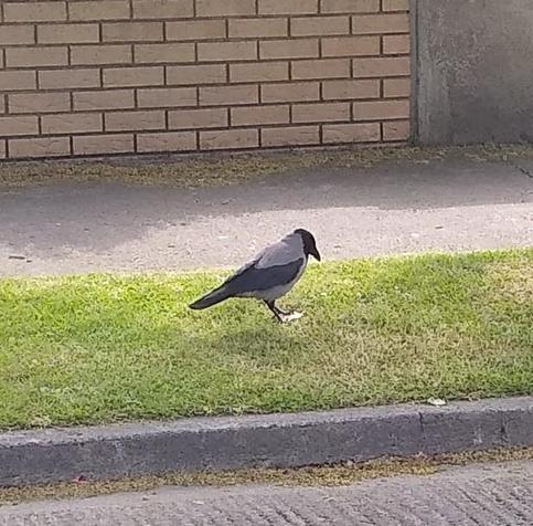 a hooded crow stands on a cream cracker on a grass verge.