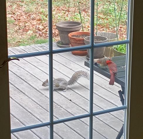 A pair of cardinals eat sunflower seeds on a table on my deck. The male, bright red, feeds a seed to his partner, who is brownish red. In the background, a squirrel eats seeds on the deck.