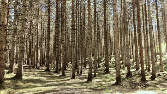 Sunlight streams through a thick pocket of pine trees, casting even the thick moss and clover at their feet in a golden glow. In the distance, the faintest trace of a mountain bike trail swoops through the curves and valleys this glen. To the left, a bike leans against the tall and magnificent trunk of one of the trees, just off trail. Above, the glamour of a bright blue sky rising beyond the tall peaks of the trees; and everywhere and all around, pools of golden sunshine, dappled by needles and the harmonising song of several species of birds
