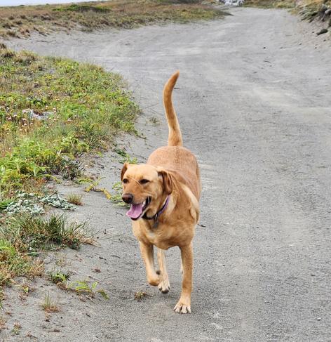 Golden lab running on a sandy trail.