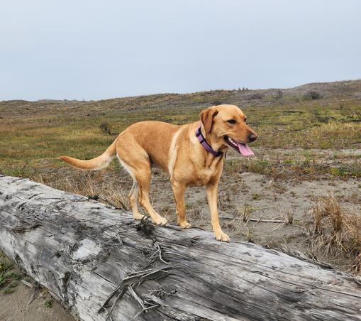 Golden lab tiptoes across the top of a driftwood log. There are sand dunes in the background.
