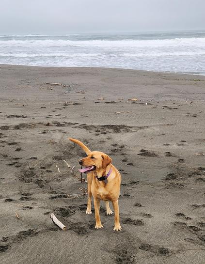 Golden lab on a sandy Pacific coast beach.