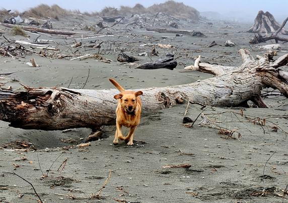 Golden lab running on a sandy beach that is covered by driftwood.