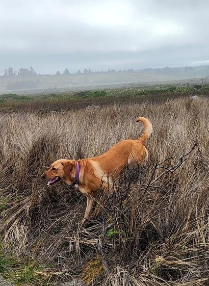 Golden lab walking through tall beach grass.