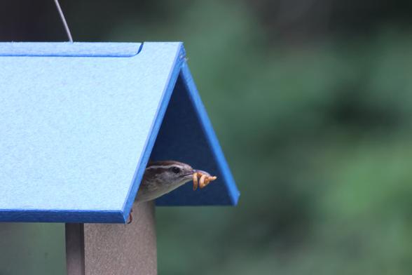 Poking out from a hole in the side of a barn-shaped feeder is the head of a small bird, brown with a white stripe over the eye. It's mouth is full of worms.