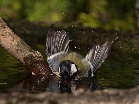 eine Kohlmeise sitzt auf einem Ast, der ins Wasser ragt. Sie hat den Kopf ins Wasser geaucht, die Flügel sind zur Hälte ausgebreitet und nach hinten gestreckt. Wassertropfen fliegen durch die Luft
A great tit sits on a branch that juts into the water. Its head is submerged, its wings half-spread and stretched back. Drops of water fly through the air.