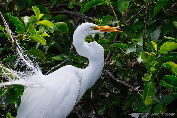 Great White Egret