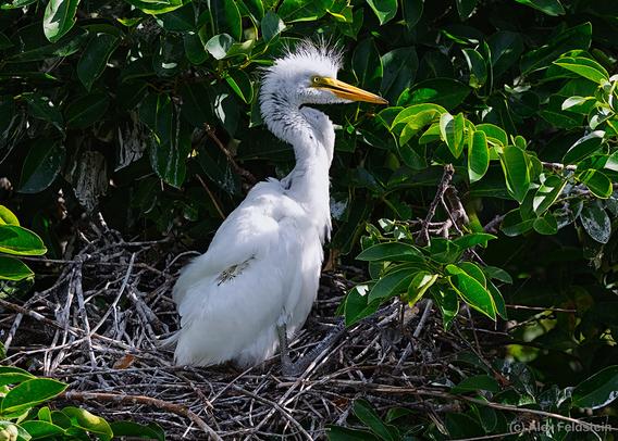 Egret chick