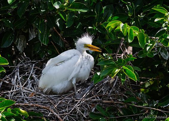 Egret chick