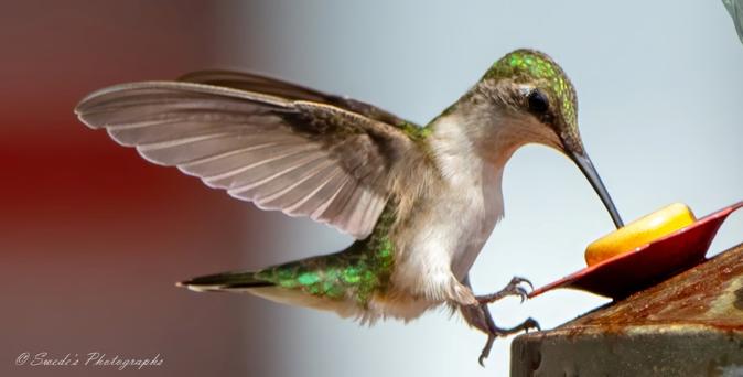 "The image captures the delicate grace of a ruby-throated hummingbird suspended in midair, her tiny body hovering effortlessly as she feeds. The shimmering iridescence of her feathers shifts between emerald green and golden hues, catching the light with each rapid flutter of her wings. Her long, needle-like black beak is delicately dipped into the artificial flower of the hummingbird feeder, drawing nourishment with precise elegance.

Her tiny talons barely brush the surface of the feeder, offering the slightest touch before she lifts again into weightless flight. The soft blur of her wings contrasts with the sharp focus of her body—an intricate balance between motion and stillness. The background fades into gentle, muted tones, ensuring the hummingbird remains the undeniable focal point of the image. The scene evokes a feeling of quiet beauty, a fleeting moment in the life of one of nature’s most extraordinary aerial acrobats." Copilot with edits