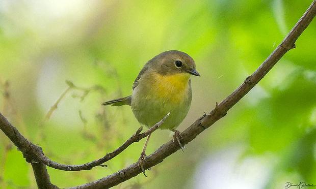 Small bird with pointed small bill, yellow throat, white belly and brownish head, perched on a curved vine in front of a green leafy background