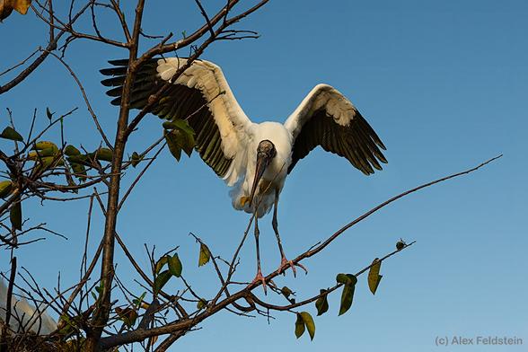 Wood stork extending his wings