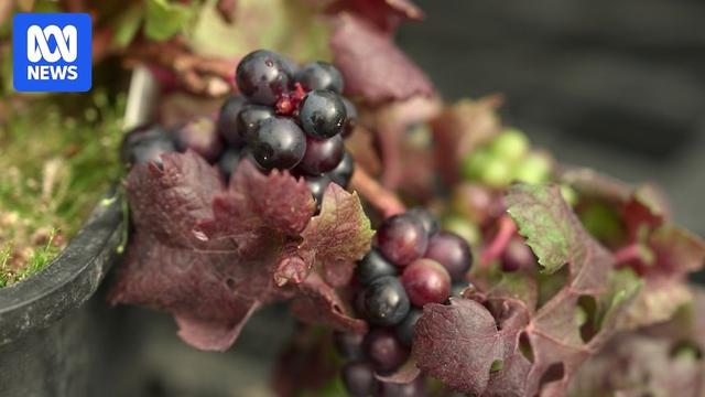 CSIRO, winemakers pair to breed mildew, climate-resistant grapevines