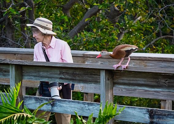 Photographer and whistling duck at the wetlands