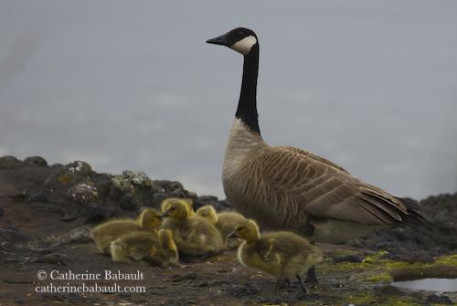 A Canada goose looking over six goslings that are resting next to each other on the shoreline. Only one of them is walking, ready to join the group and take a nap with them.