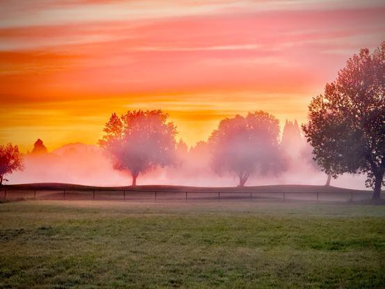 A telephoto view of green grass and small rolling hills in the distance shows two round trees as the central focal point along a fenceline under a bright yellow, orange, and pink twilight sky.
