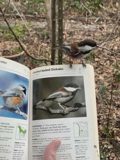 Chestnut backed Chickadee landing on bird guide book on Chestnut Backed  Chickadee page