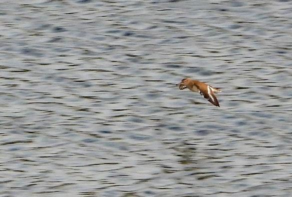 Se ve una lámina de agua y un ave volando con las alas desplegadas. Es de color marrón y luce una raya blanca en las alas que terminan en una punta casi negra