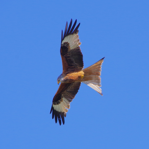 Greifvogel mit ausgebreiteten Schwingen vor blauem Himmel.