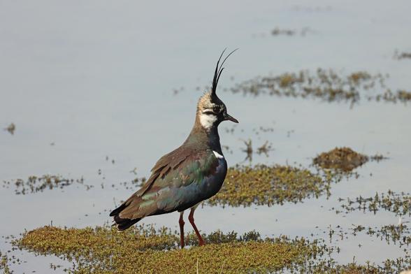 a mainly black and white wider with relatively short legs, an upright plum on it's head and an iridescent green sheen to it's back stands on a small patch of green vegetation in a flooded field
