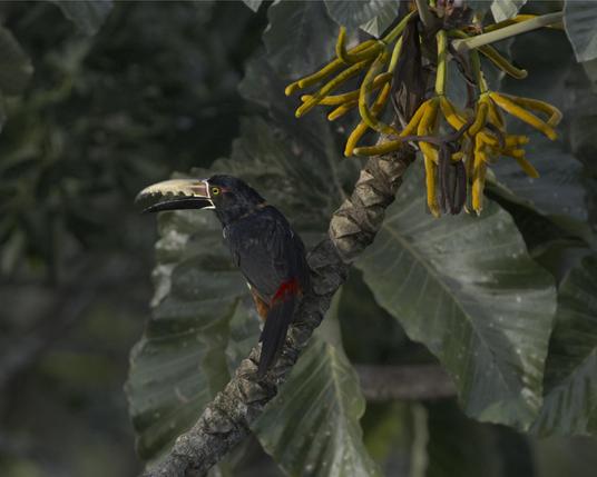 A black bird with a bright red rump and a long toucan's bill sits on the branch of a cecropia tree leading to a full "bunch" of long skinny fruits. If you squint, you might notice a light "collar" on the bird's neck. This is the Collared Aracari currently defending and eating from this bunch of ripe fruits. Canopy Tower, Soberania, Panama. April 2025. Photo by Peachfront.