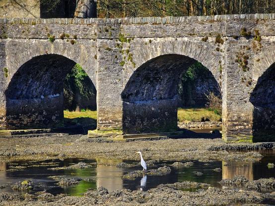 A white heron stands in shallow water under the stone arches of the Castle Bridge in Buncrana, County Donegal, Ireland. The tide is low, revealing a rocky and seaweed-covered riverbed.