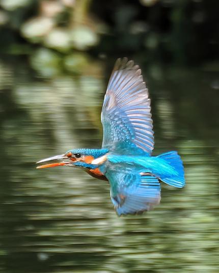 Eisvogel im Flug von rechts nach links über einem Fluss mit halb geöffnetem Schnabel.