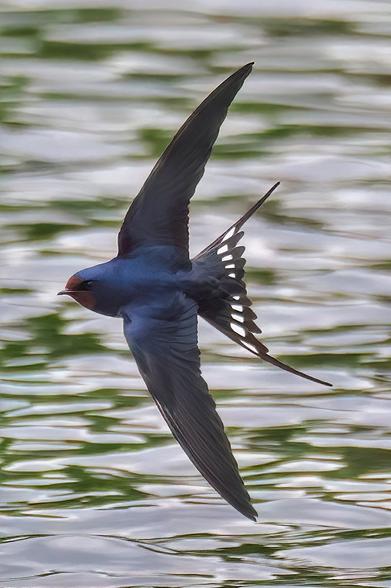 Rauchschwalbe im Kurvenflug mit ausgebreiteten Flügeln und Schwanzfedern über dem Wasser.