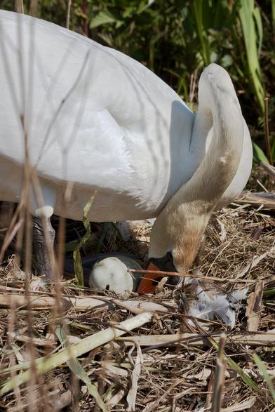 Mute swan turning an egg on the nest