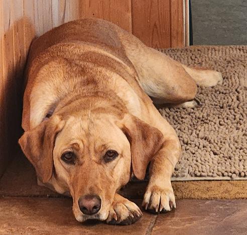 Golden lab is lying down on her tan rug by the door to rest after intense gardening activities. She picked up and moved every pot and put them away.