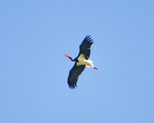 A black storck up in the air 
The beak opened to sing
(or at least comunicate)