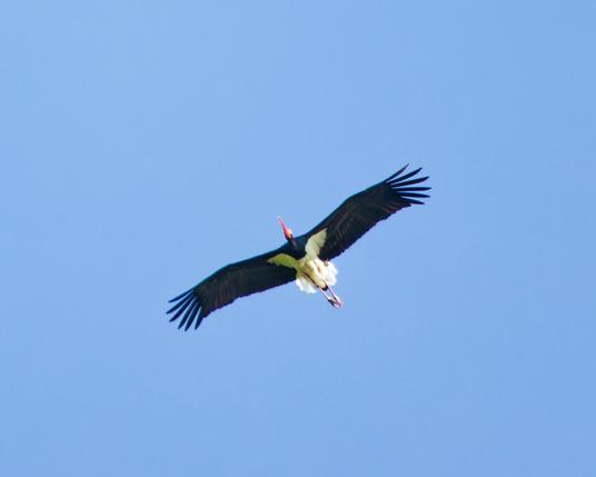 black stork gliding
Wings spread