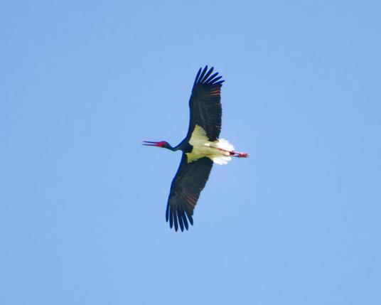black stork gliding from right to left
Beak opened