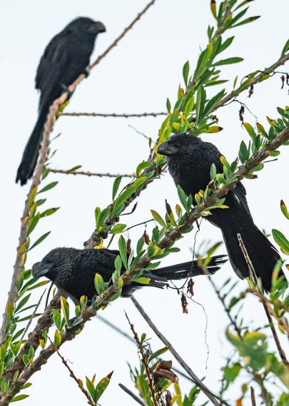 Three smooth-billed anis perched in a tree with thin branches and small oblong leaves. The sky in the background is whiteish.
