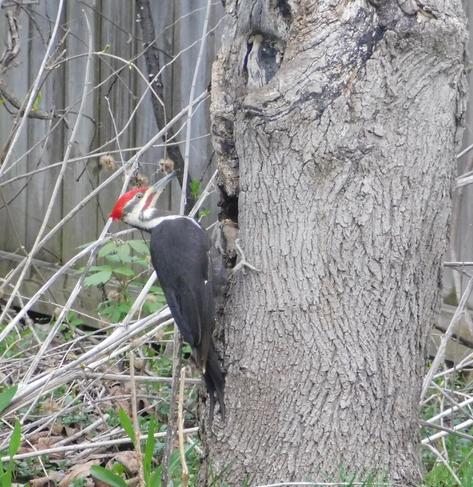 A pileated woodpecker holding on to the side of a grey old tree. It has a red stripe down the center top of its head, then underneath that white with black stripes - almost looks like they're wearing some kind of Zorro bandit mask! Their body is dark grey. It's a big bird, too. Scale is hard to judge from the picture, but they are quite big. In the background, there's a fence and some twigs and odd leaves coming from the ground. Looks a bit overrun and neglected because it's right in the corner at the back of the garden, which spends most of the year overgrown!