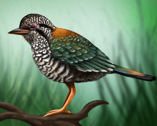 Realistic drawing of a bird standing on weird-shaped wood piece, with blurry grass in the background. The bird is turned to left side of the picture. It has white belly and head with dense black stripes, brown back and green feathers on wings.