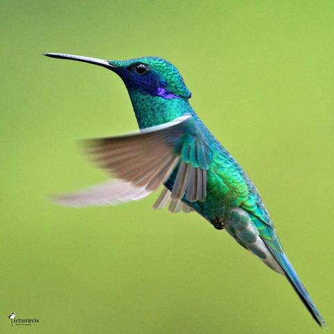 A photograph of a darker green hummingbird hovering in front of a lighter green background. It has violet cheeks. The fine details of the feathers are visible.