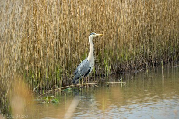 A photograph of a Heron in some water with brown reeds behind it.