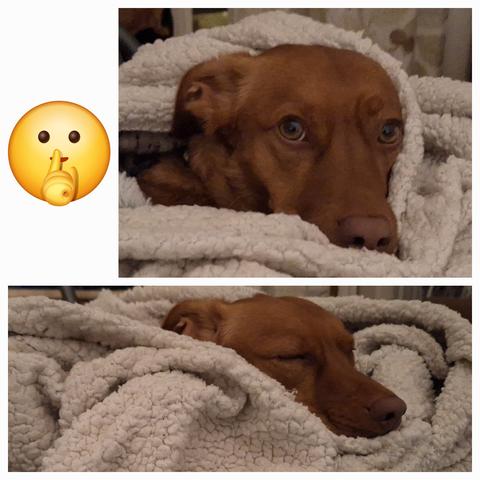Brauner Hund in eine Felldecke gekuschelt.